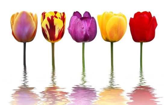 Spring concept of the celebration. Greeting card for women's Day