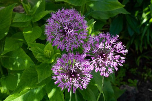 Few balls of blossoming Allium flowers in summer garden.