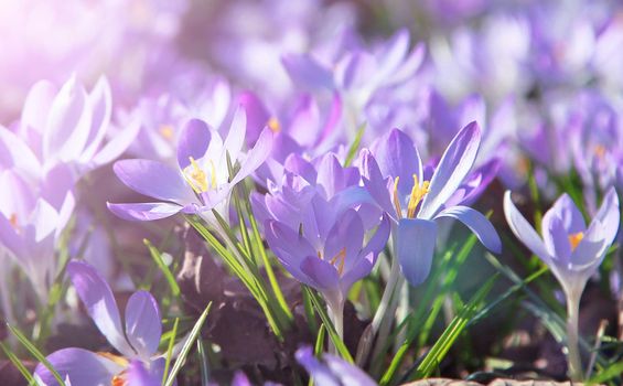 Beautiful crocuses growing through snow. First spring flowers