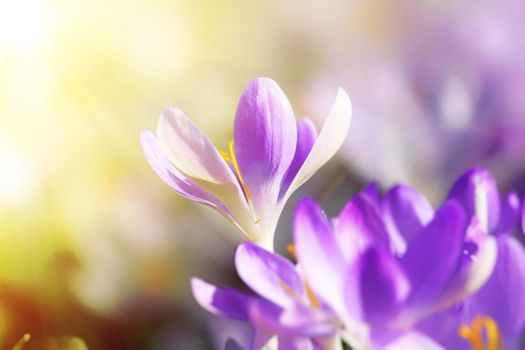 Beautiful crocuses growing through snow. First spring flowers