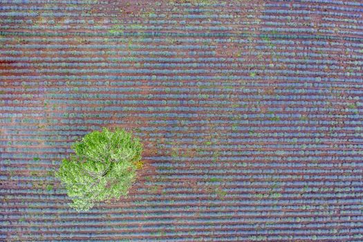 Aerial top view from a drone to a tree at a lavender field