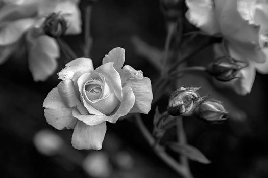 tenderness roses with dew in the nature blurred background. Top view. For design, texture, background. Nature.