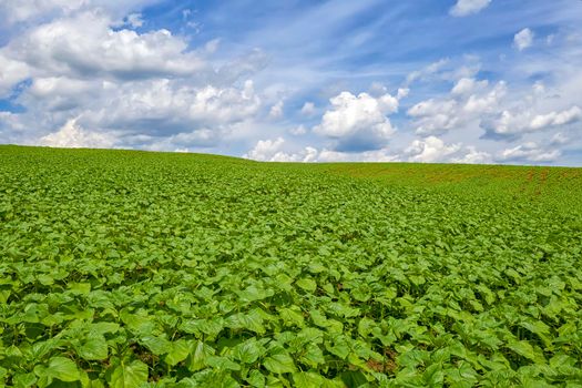 Stunning landscape of young green sunflowers and amazing cloudy sky