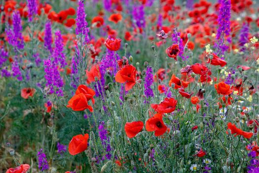 Purple flowers and poppies bloom in the wild field. Beautiful natural background.