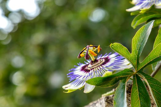 A close up of the passion flower, a special flower that blooms for a few days. Passiflora