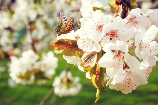 Spring banner background with copy space.