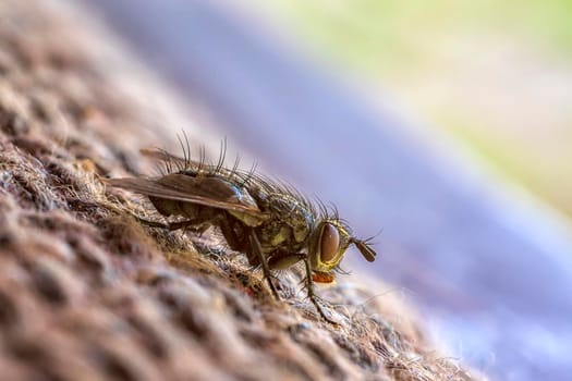 Detailed macro of sitting fly, blurred background. Horizontal view