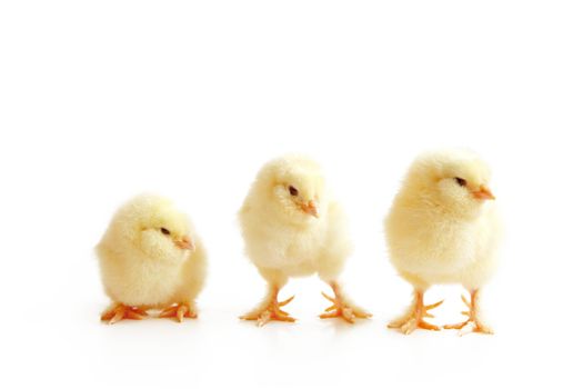 An Easter decoration with Chicken. Easter holiday concept with cute chick.