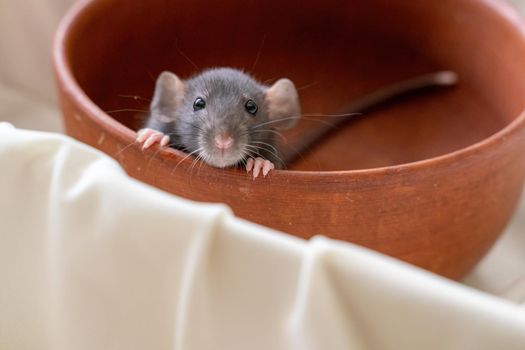 The head of a gray Dumbo rat on a white background, she sits in a clay plate and looks out, putting her front paws on the edge.