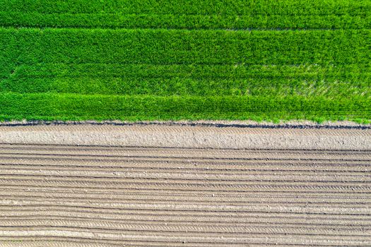 Aerial view.Rows of soil before and after planting.Horizontal view in perspective.