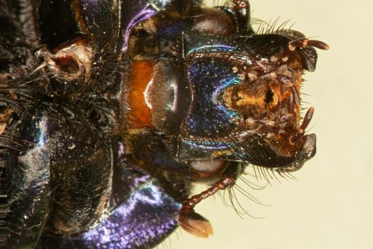 Highly magnified mouthparts of the scarab beetle
