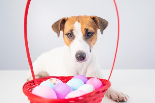 Portrait of doggy Jack Russell Terrier with a red basket with colorful eggs for Easter on a white background.