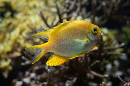 Golden damselfish Amblyglyphidodon aureus underwater in sea with corals in background