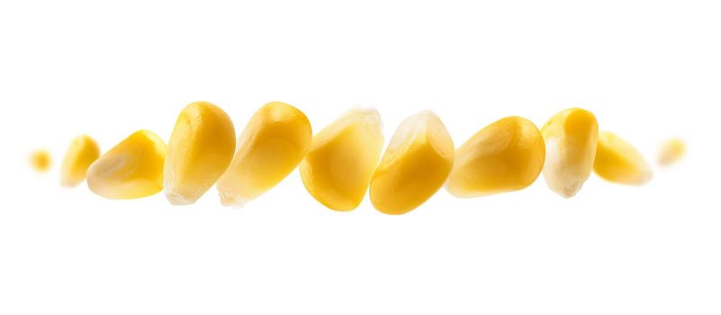 Ripe corn grains levitate on a white background.