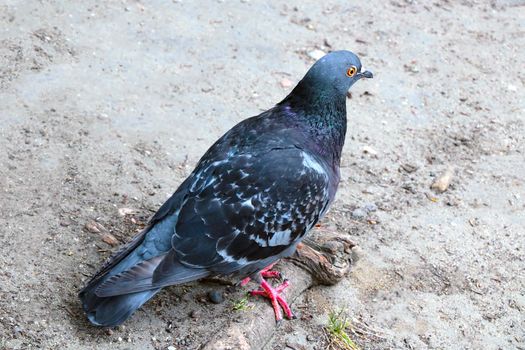 Close-up of a beautiful blue pigeon, an urban bird