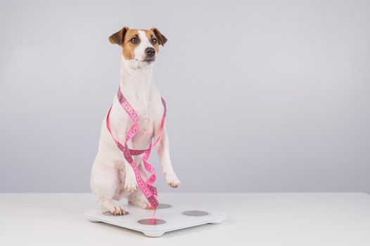 Dog jack russell terrier stands on a scale with a measuring tape