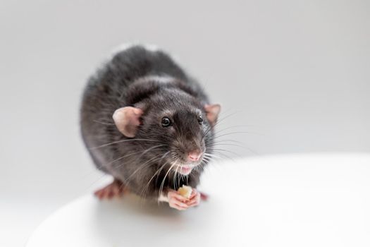 Domestic black dumbo rat sits and eats food on a spruce background. The concept of pets