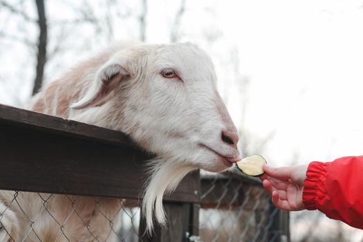 Feeding goats on the farm. Agritourism concept. Petting animals in the zoo.