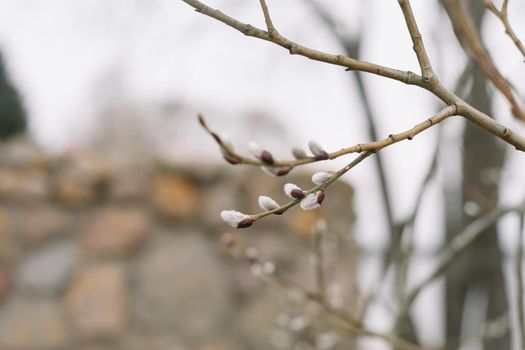 Willow blossom. Branches with yellow catkins against the blue sky. Spring background. Close-up, selective focus. High quality photo