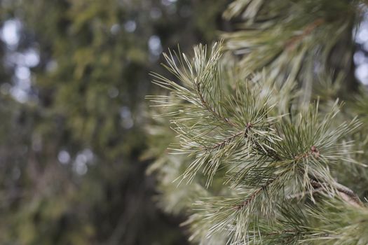 Fluffy branches of a spruce or fir trees. Christmas wallpaper or postcard concept. Close-up