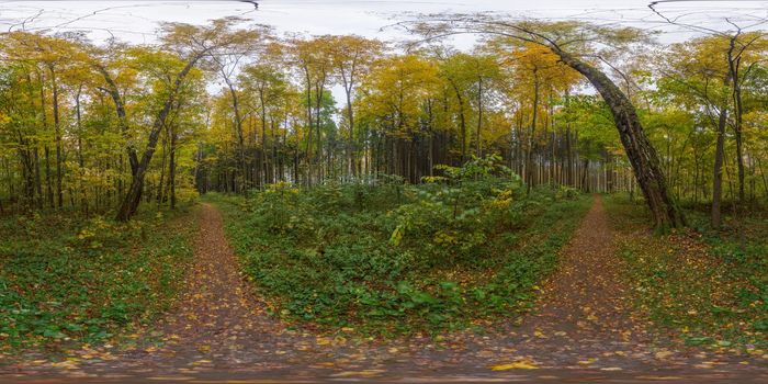 Autumn mixed forest spherical panorama 360 by 180 degree in cloudy daylight. Equirectangular projection of sphere. Can be used in virtual reality projects or in 3D rendering backgrounds for photorealistic reflections.