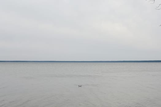 Lonely seagull in blue sea water background. For text or design