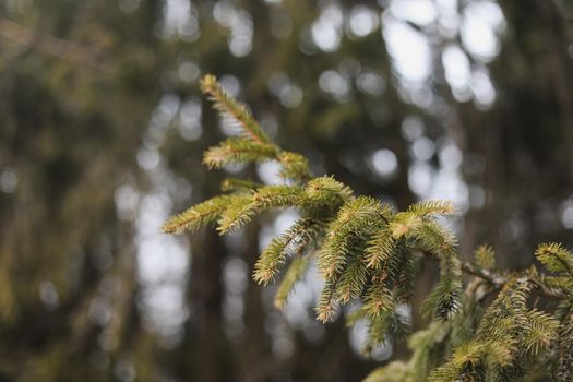 Fluffy branches of a spruce or fir trees. Christmas wallpaper or postcard concept. Close-up