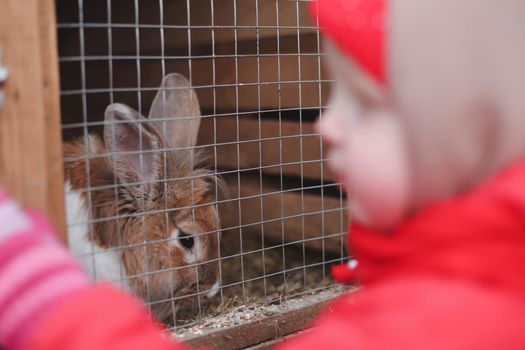 Child feeding rabbit in the Zoo. Little girl with a rabbit on a farm. Easter and agriculture concept