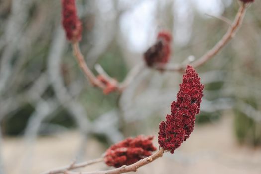 Close-up of a brown-red vinegar tree blossom. Staghorn sumac branch with seeds against blue sky. Rhus coriaria, Sicilian sumac, tanner's sumach, or elm-leaved sumach.