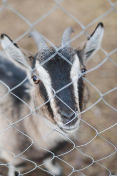Goat on a farm. Agriculture, domestic cloven-hoofed animals