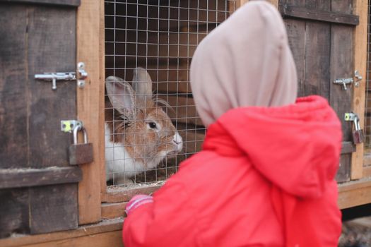 Child feeding rabbit in the Zoo. Little girl with a rabbit on a farm. Easter and agriculture concept