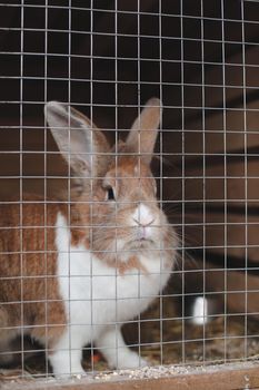 Domestic farm rabbits in cage at animal farms. Livestock food animals in cage. Close up of pet rabbit inside a hutch. Breeding of domestic rabbits