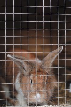 Domestic farm rabbits in cage at animal farms. Livestock food animals in cage. Close up of pet rabbit inside a hutch. Breeding of domestic rabbits