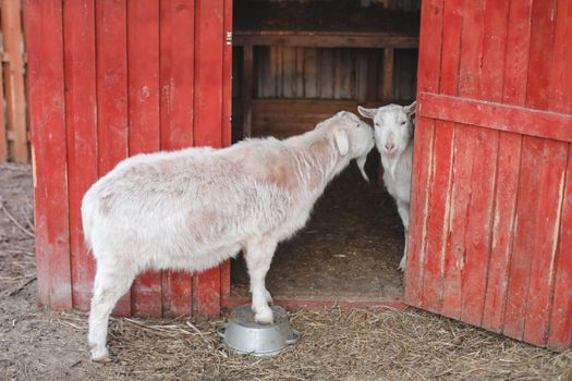 Goat on a farm. Agriculture, domestic cloven-hoofed animals