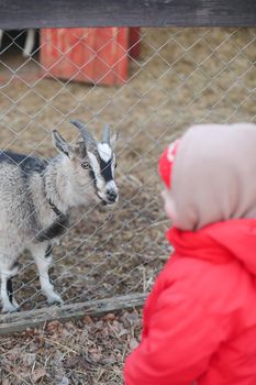 Little girl watching goat on the farm. Agritourism concept. child and animals in the zoo.