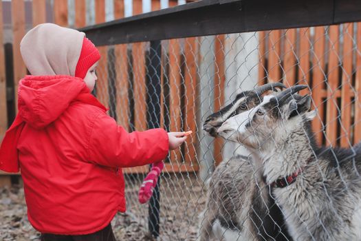 Little girl feeding goats on the farm. Agritourism concept. Beautiful baby child petting animals in the zoo.