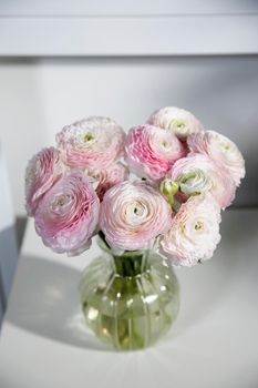 pink persian buttercup isolated on pale gray. Copy space