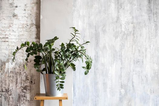 A large plant in a steel bucket on a wooden high chair against the background of a wall with vecian plaster as an interior decoration