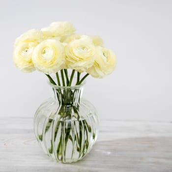 Bouquet of yellow ranunculus in a round glass vase on a pale gray background. Copy space