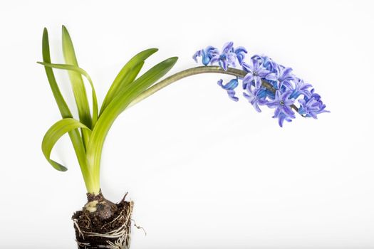 hyacinth plant with blue flowers, bulbs and roots on a white background