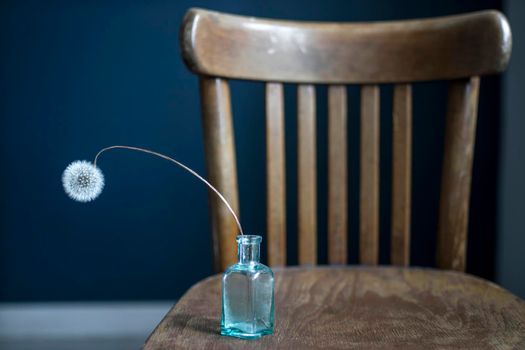 Dried dandelion in a small glass bottle on a wooden Viennese chair near a dark blue wall