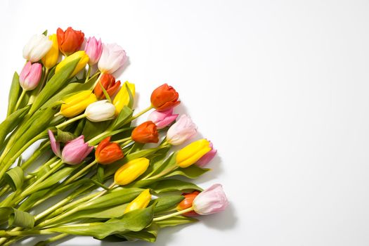 A row of pink, yellow, white tulips on a white background. Banner with copy space. international women's day, mothers day, valentines day