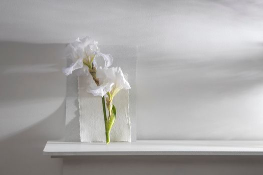 White iris flower on the background of white watercolor paper on the table. Place for your text.