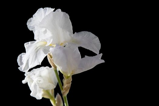 White iris flower on a black background. Place for your text. Layout.