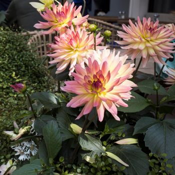 Pink and yellow colorful dahlia flower are in the garden in summer time