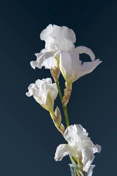 White iris flower on a dark blue background. Place for your text. Layout.