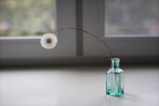 Dried dandelion in a small glass bottle on a window in summer time