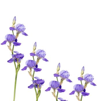 Floral background as a line. Siberian iris, isolated on white background, Square frame. Copy space. Place for text