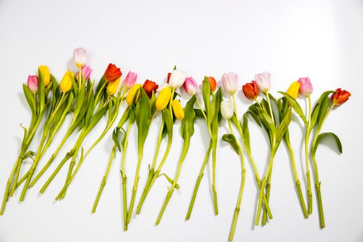 A row of pink, yellow, white tulips on a white background. Banner with copy space. international women's day, mothers day, valentines day