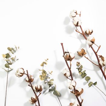 Dry cotton flowers and eucalyptus branches on a white background. Empty space. Copy space